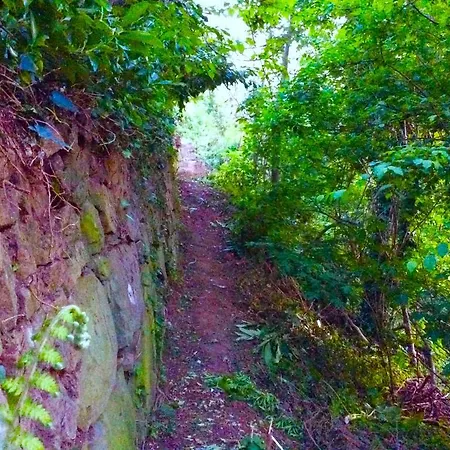 In The Woods * Vinci